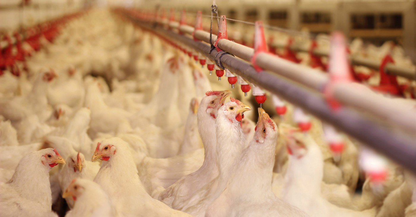 The 4 best African countries to invest in poultry