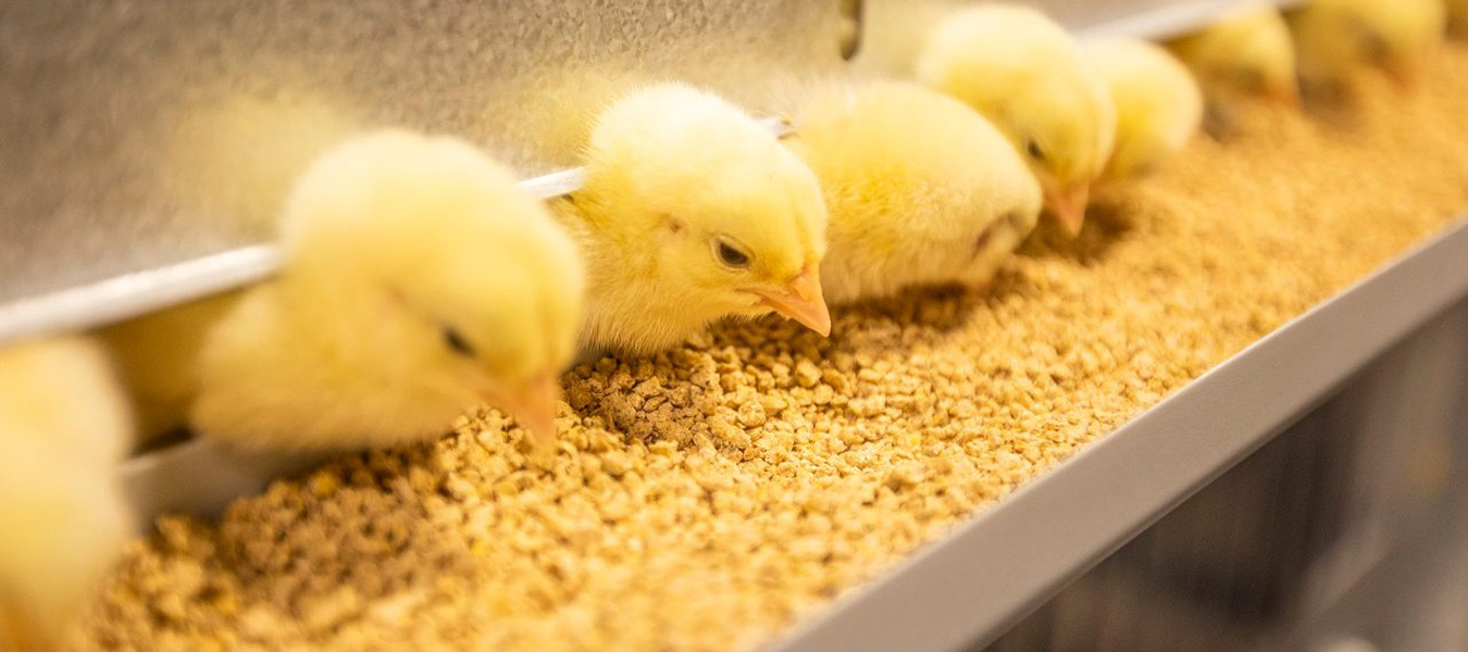 Yassin Poultry Investment Company